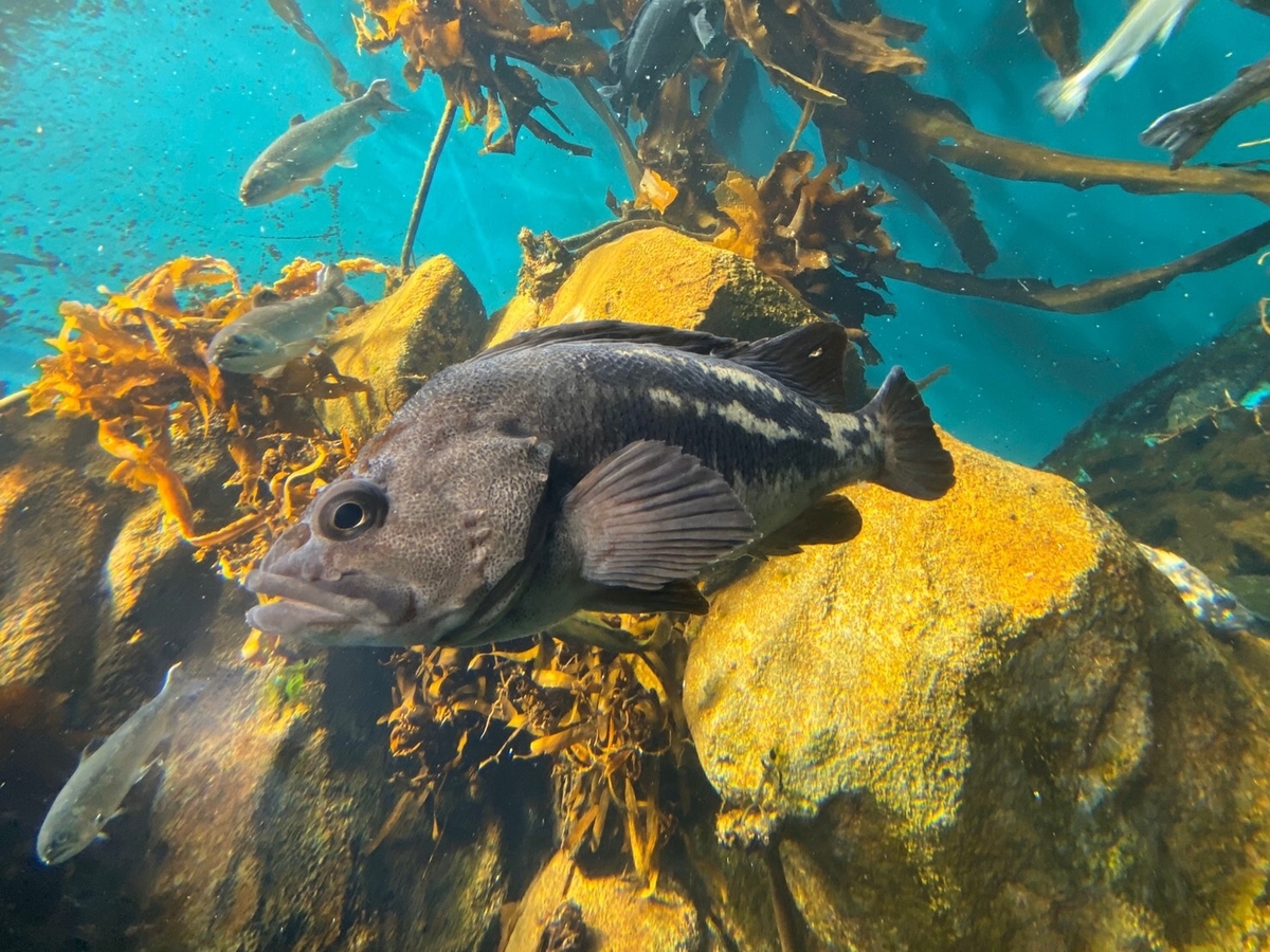 クロソイ　根魚