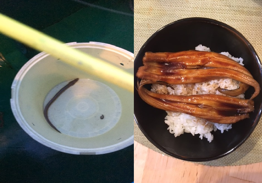 レシピ 江戸前アナゴを釣って食べました 限界ぎりぎりのサラリーマンのセミリタイアを目指す投資 節約 雑記です レシピ 江戸前アナゴを釣って食べました 限界ぎりぎりのサラリーマンのセミリタイアを目指す投資 節約 雑記です