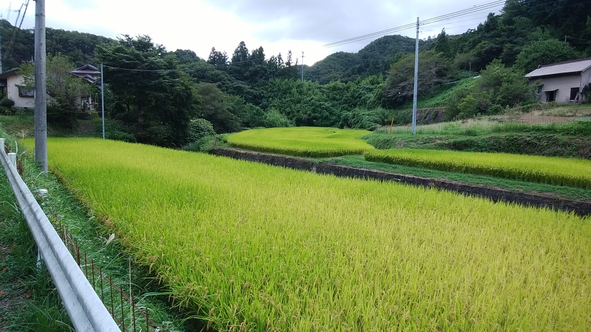 f:id:shiitakekung:20200905154850j:plain
