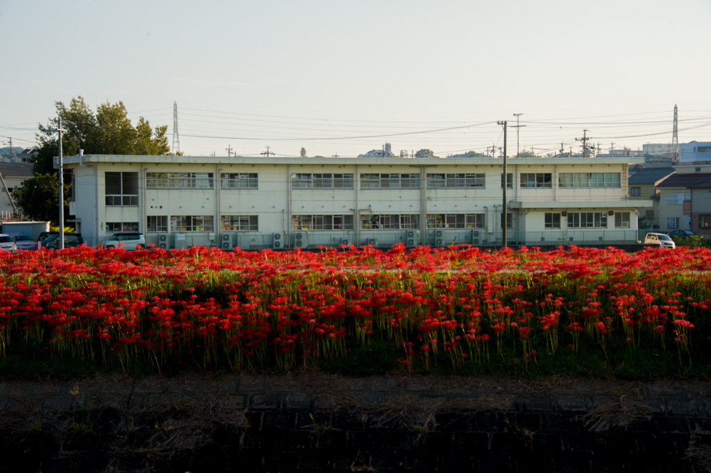 f:id:shiitakeoishi:20170926001331j:plain f:id:shiitakeoishi:20170926001331j:plain