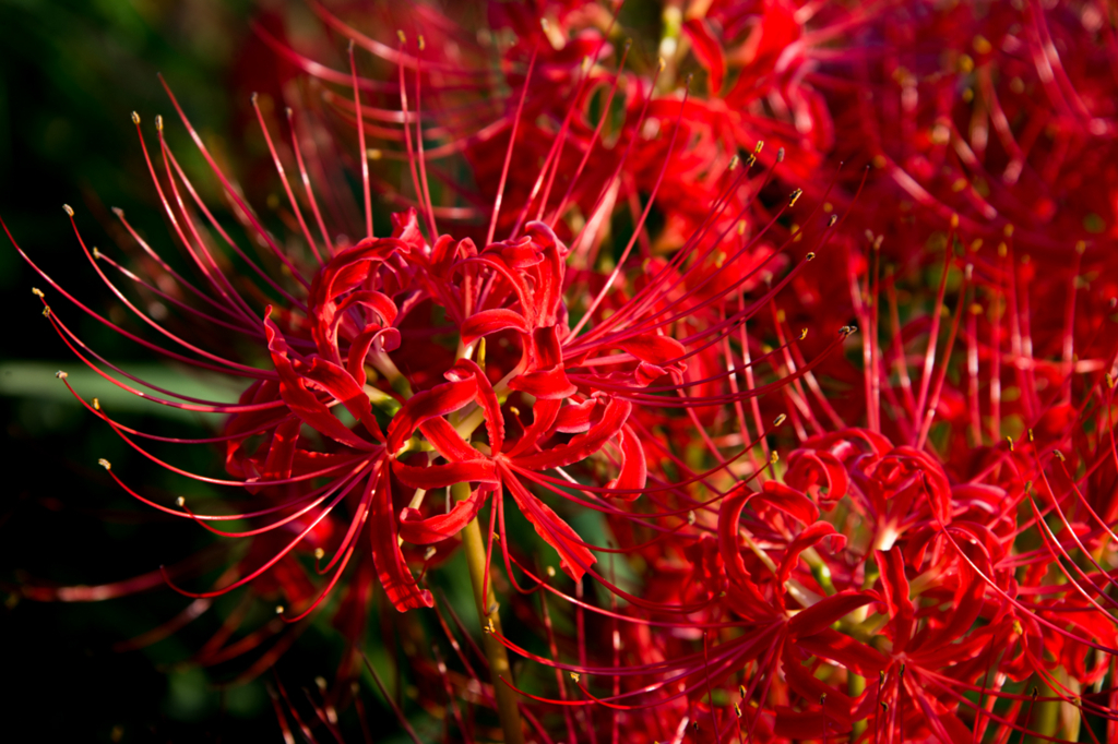 f:id:shiitakeoishi:20170926001421j:plain f:id:shiitakeoishi:20170926001421j:plain