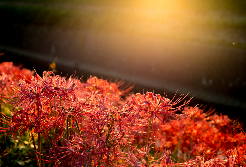 f:id:shiitakeoishi:20170926001611j:plain f:id:shiitakeoishi:20170926001611j:plain