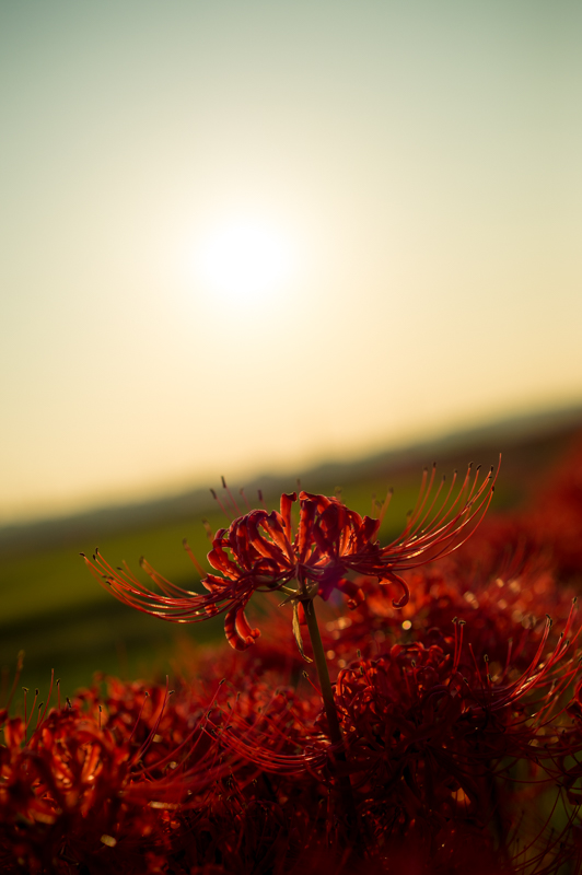 f:id:shiitakeoishi:20170926001631j:plain f:id:shiitakeoishi:20170926001631j:plain