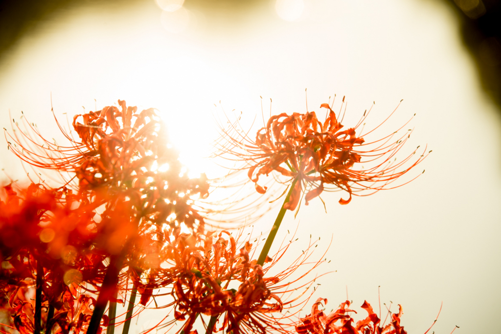 f:id:shiitakeoishi:20170926001912j:plain f:id:shiitakeoishi:20170926001912j:plain