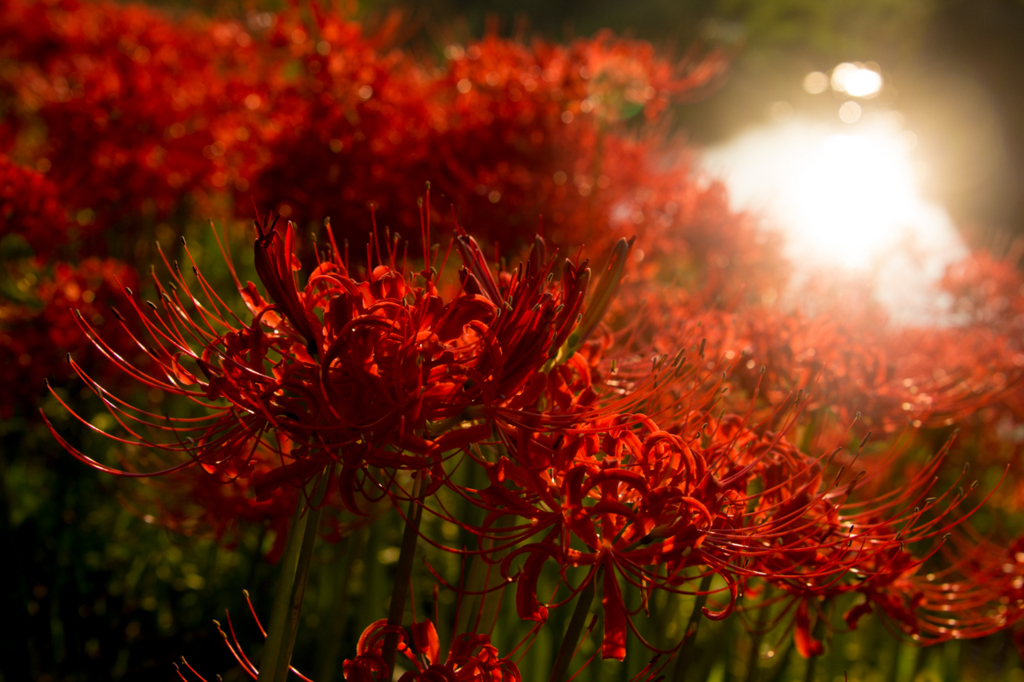 f:id:shiitakeoishi:20170926002006j:plain f:id:shiitakeoishi:20170926002006j:plain