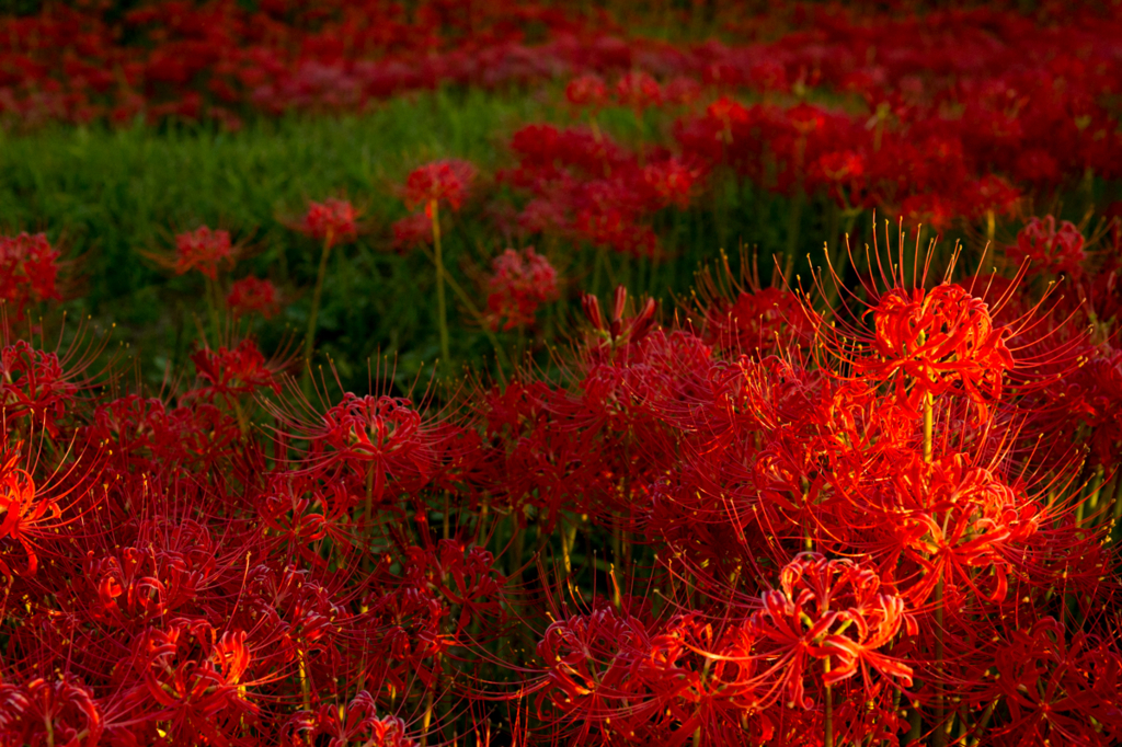 f:id:shiitakeoishi:20170926002413j:plain f:id:shiitakeoishi:20170926002413j:plain