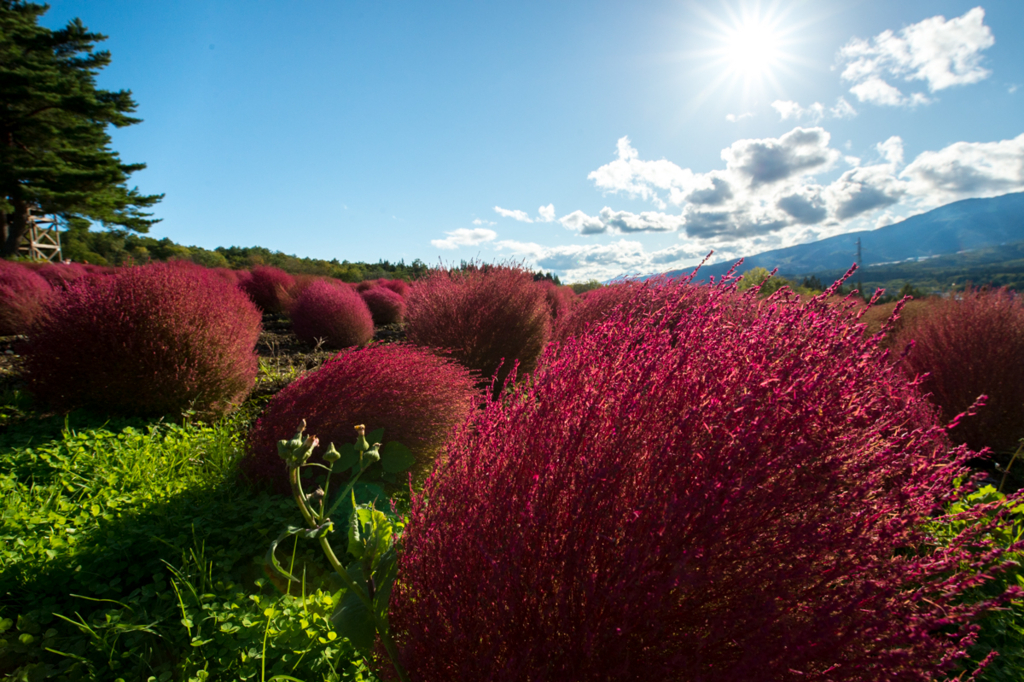 f:id:shiitakeoishi:20171011234524j:plain