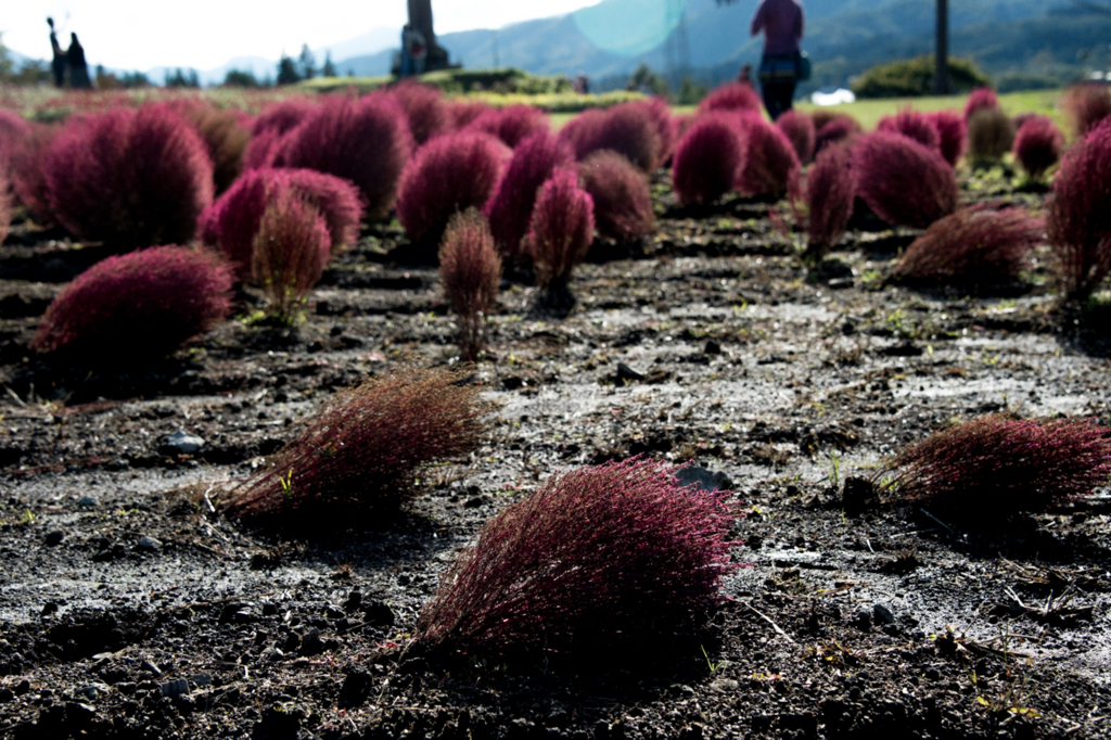 f:id:shiitakeoishi:20171012001119j:plain