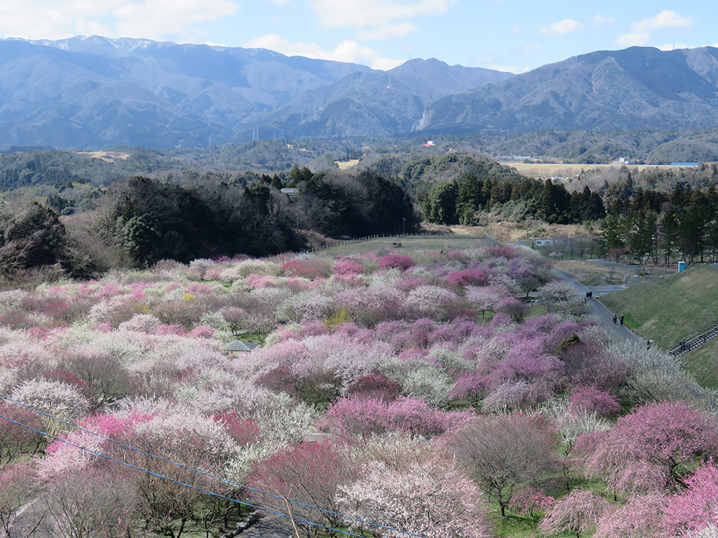 f:id:shiitakeoishi:20180224182928p:plain