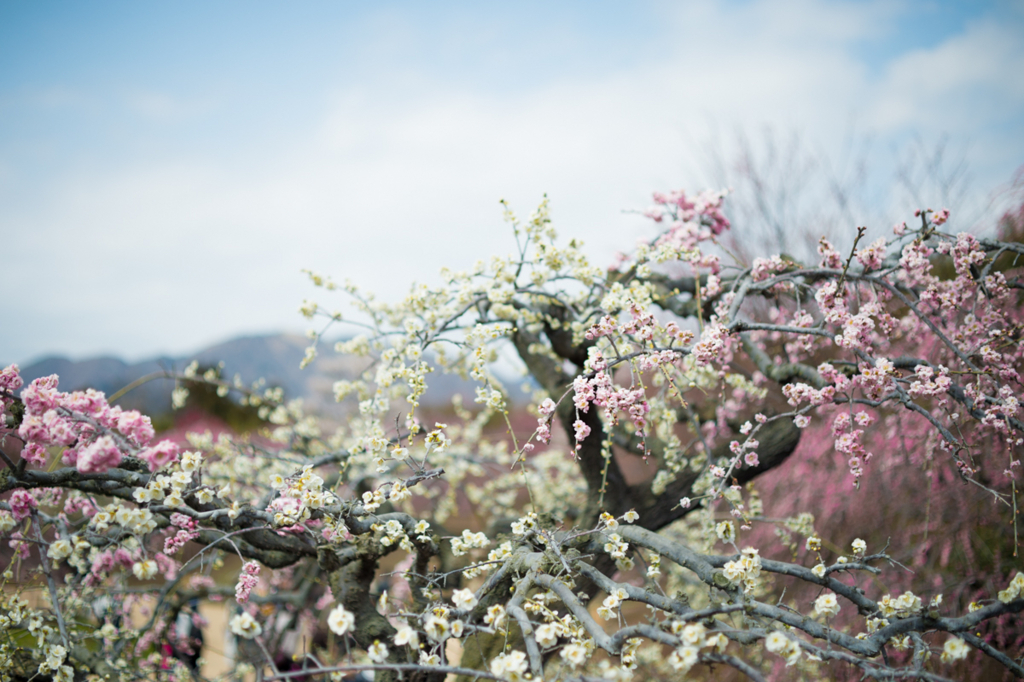 f:id:shiitakeoishi:20180318172844j:plain