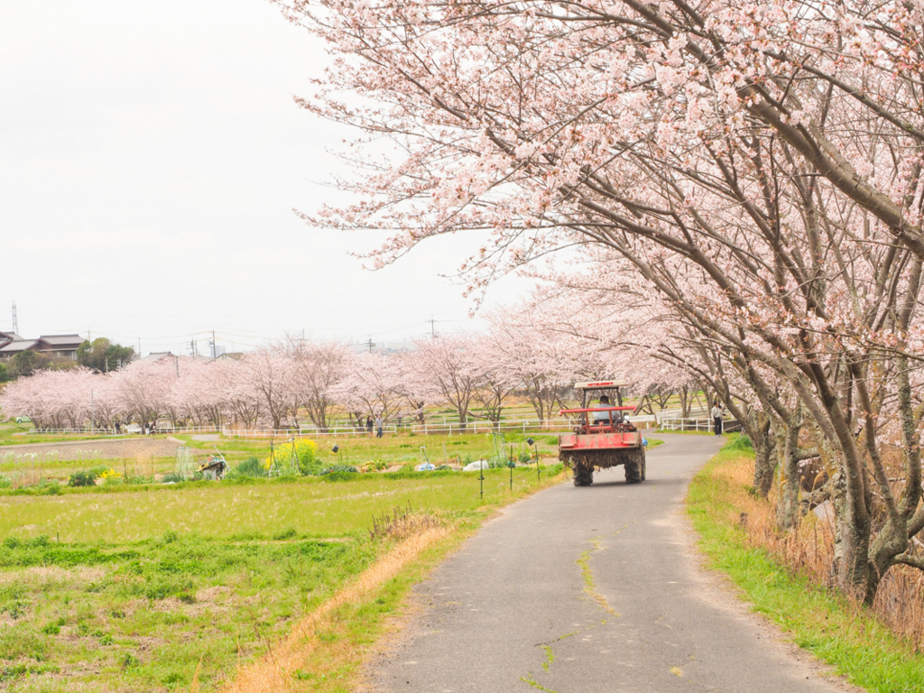 f:id:shiitakeoishi:20180325234752j:plain