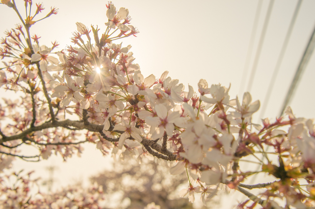 f:id:shiitakeoishi:20180403230207j:plain