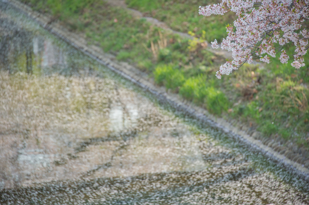f:id:shiitakeoishi:20180403232541j:plain