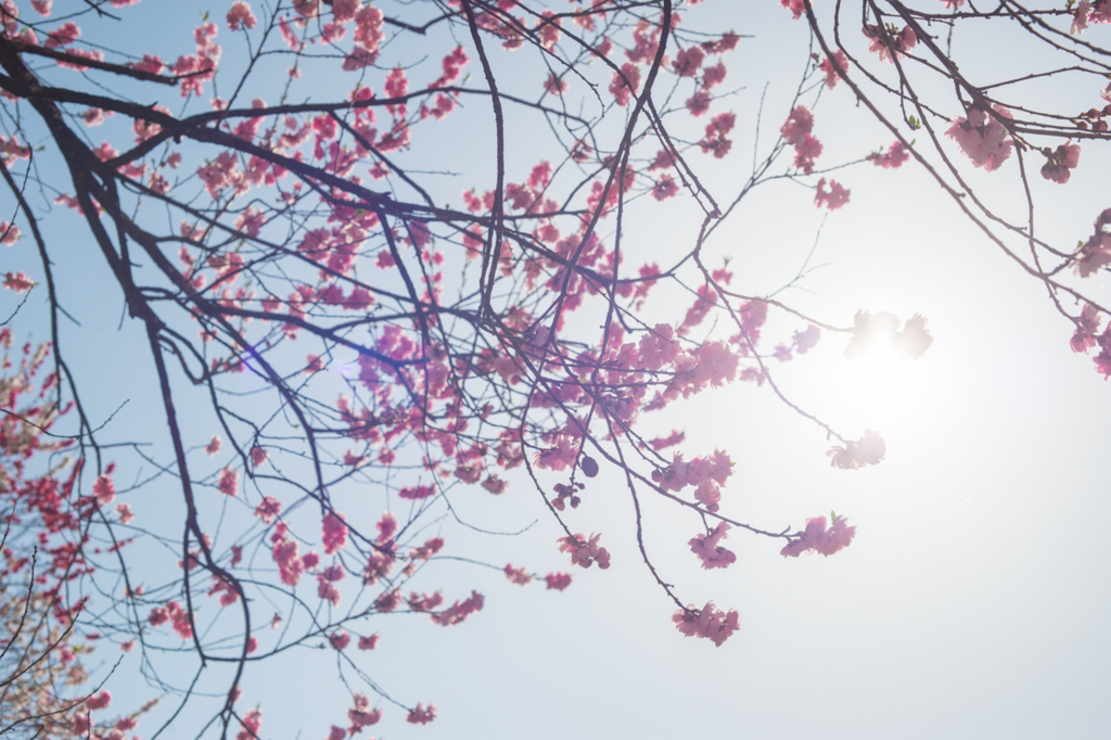 f:id:shiitakeoishi:20180525224530j:plain