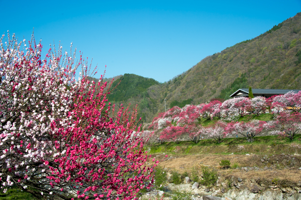 f:id:shiitakeoishi:20180525224622j:plain