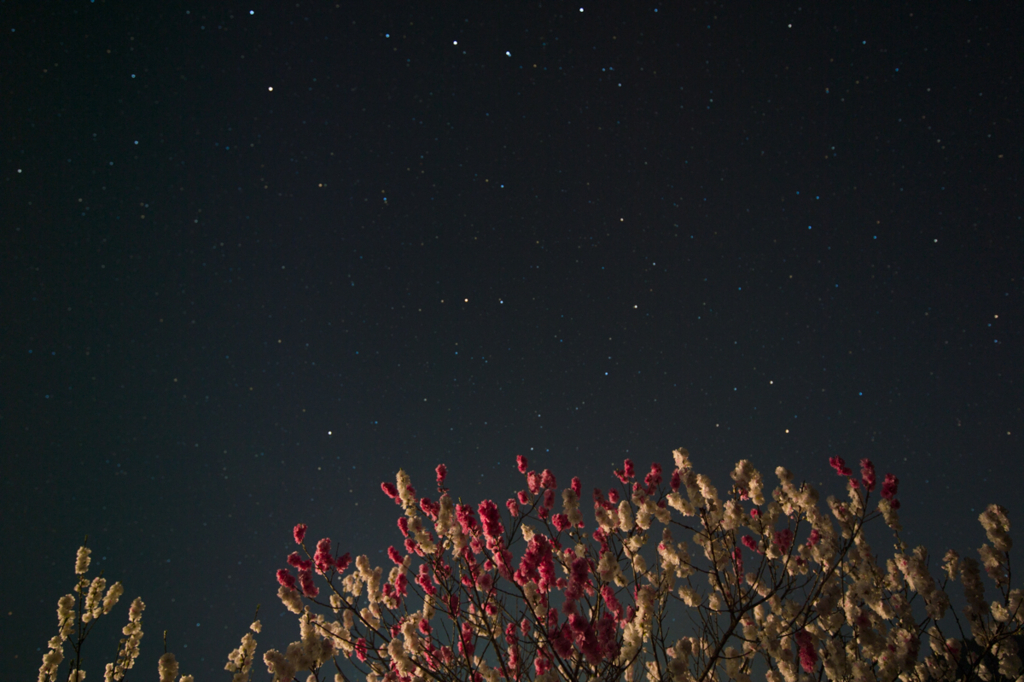 f:id:shiitakeoishi:20180525225541j:plain