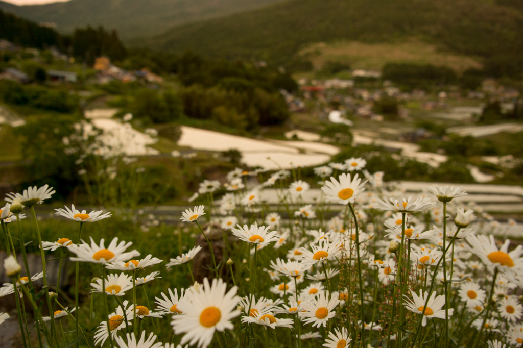 f:id:shiitakeoishi:20180527220003j:plain