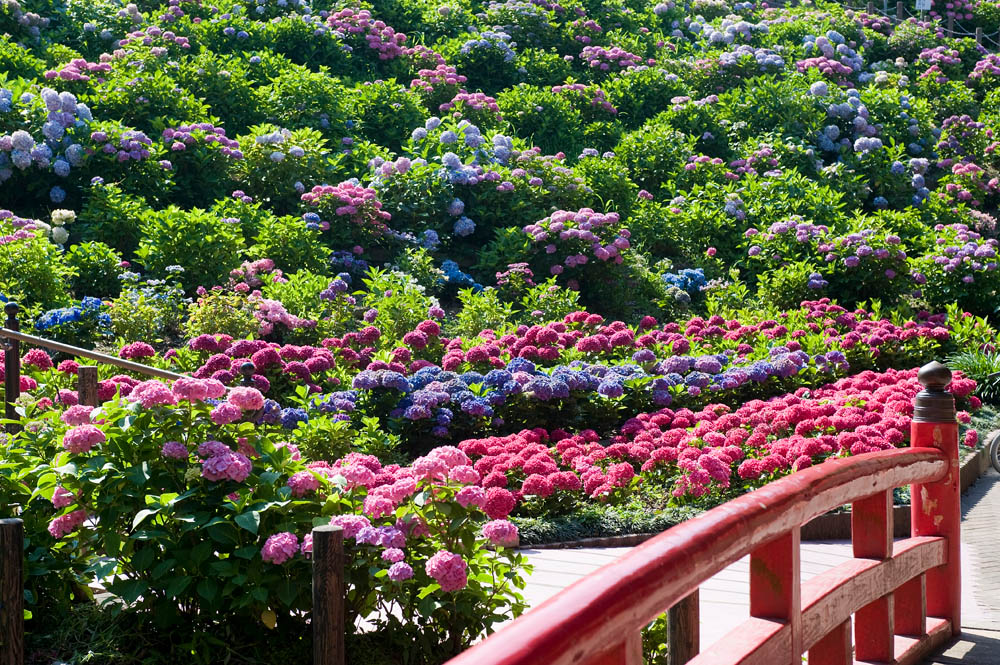 f:id:shiitakeoishi:20180531143208j:plain f:id:shiitakeoishi:20180531143208j:plain