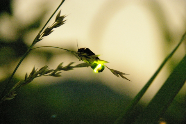 f:id:shiitakeoishi:20180531145405j:plain f:id:shiitakeoishi:20180531145405j:plain