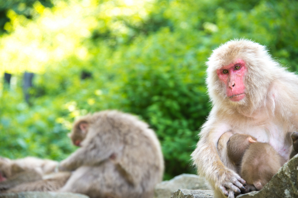 f:id:shiitakeoishi:20180819201241j:plain