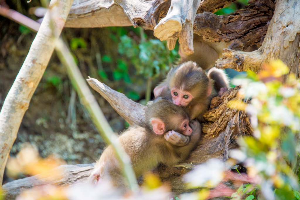 f:id:shiitakeoishi:20180819201311j:plain