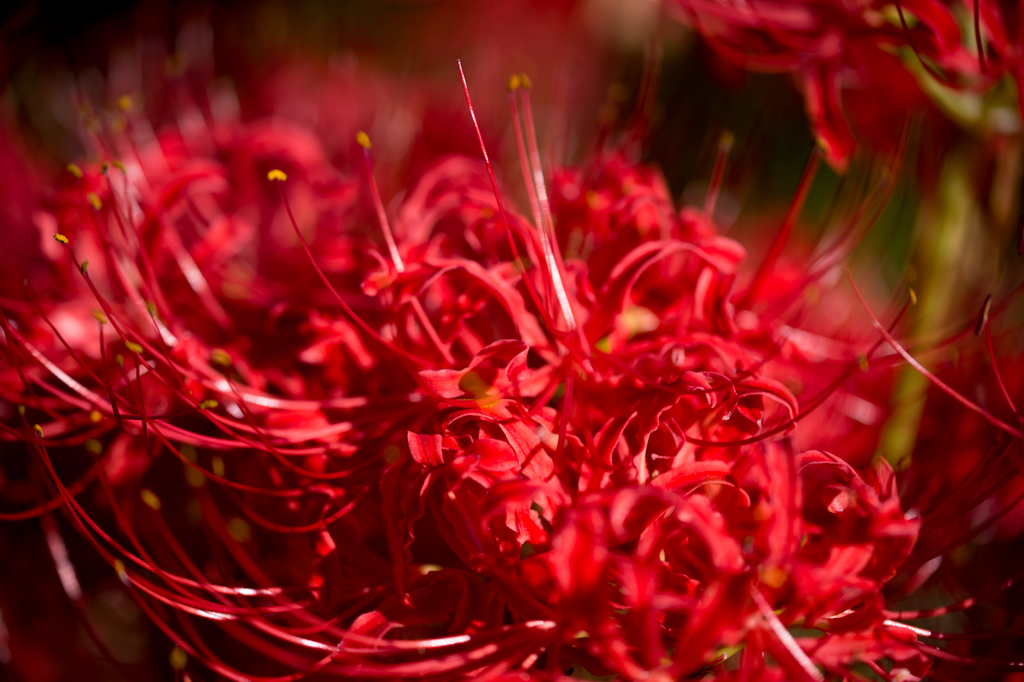 f:id:shiitakeoishi:20181008224639j:plain