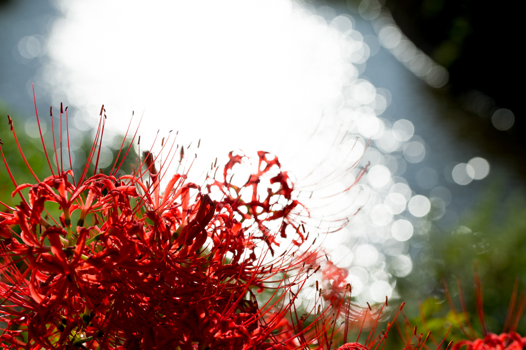 f:id:shiitakeoishi:20181008224716j:plain