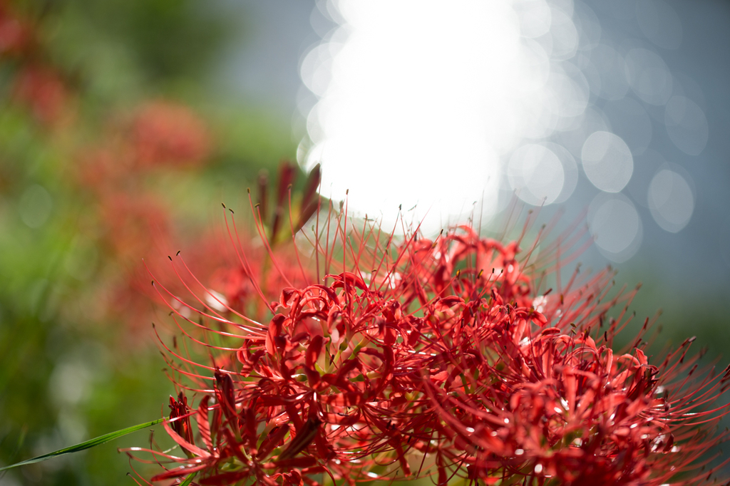 f:id:shiitakeoishi:20181008224735j:plain