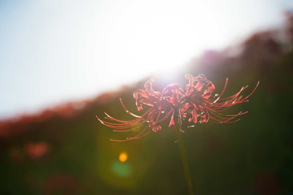 f:id:shiitakeoishi:20181008225318j:plain