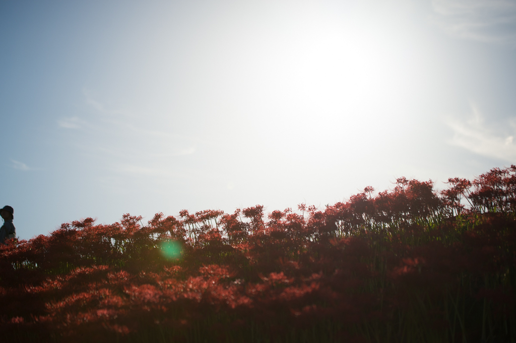 f:id:shiitakeoishi:20181008225409j:plain