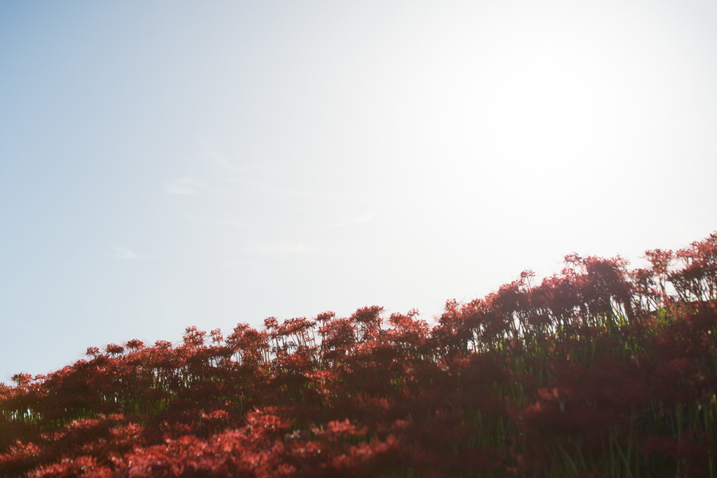 f:id:shiitakeoishi:20181008225436j:plain