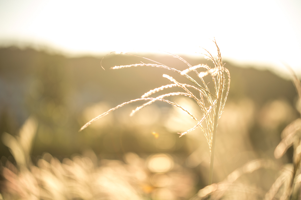 f:id:shiitakeoishi:20181008225934j:plain