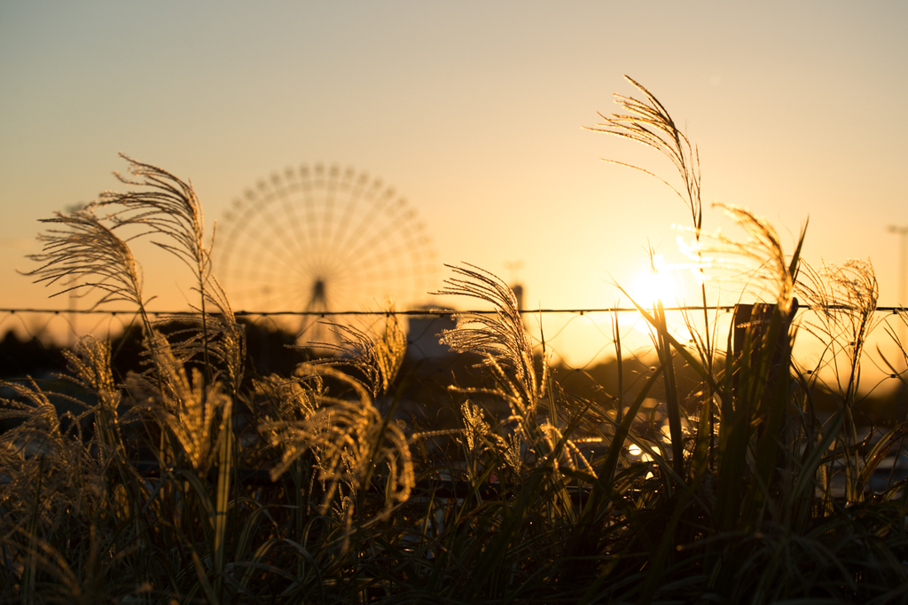 f:id:shiitakeoishi:20181008230008j:plain