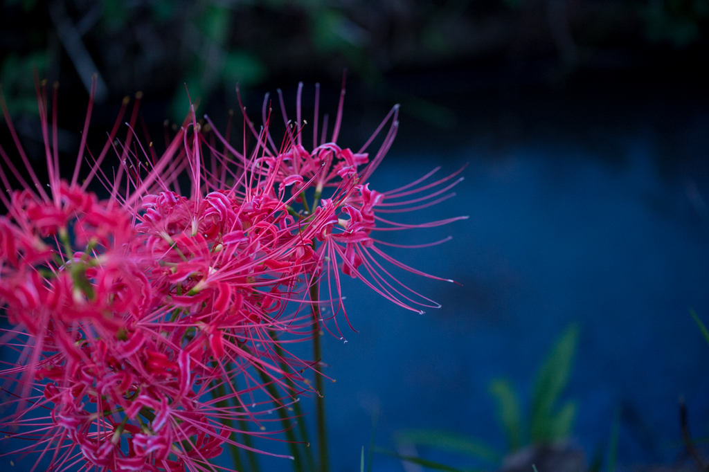 f:id:shiitakeoishi:20181008231126j:plain
