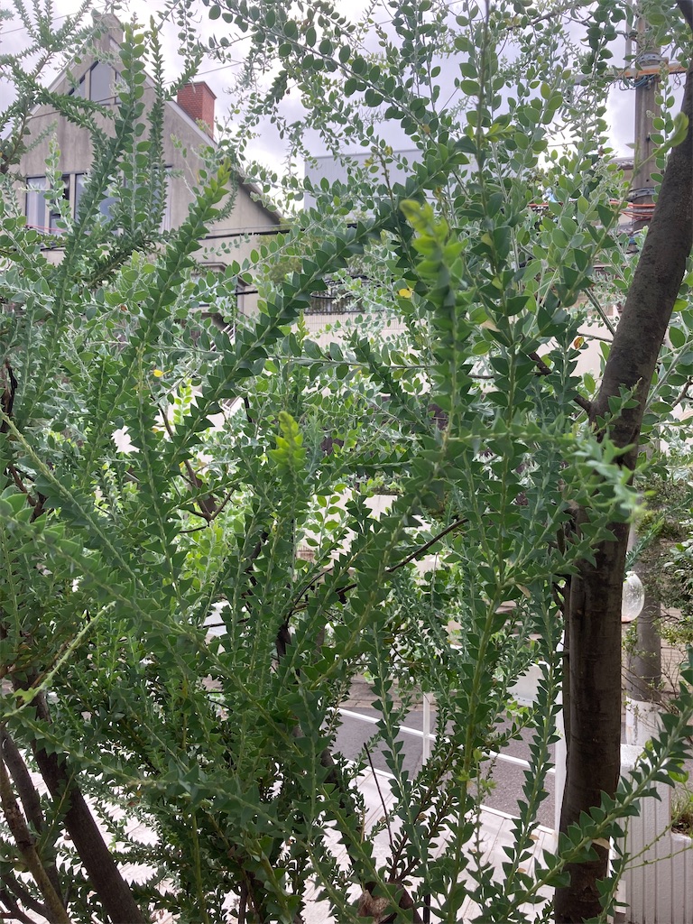 f:id:shijimi443443:20211010204158j:image