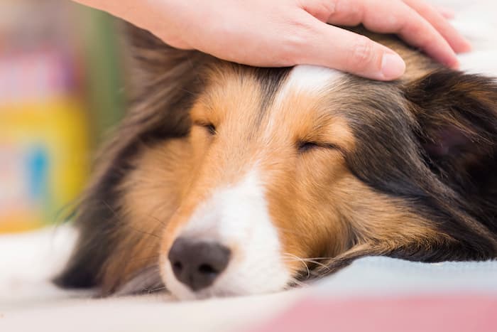 6月28日は「動物看護の日」