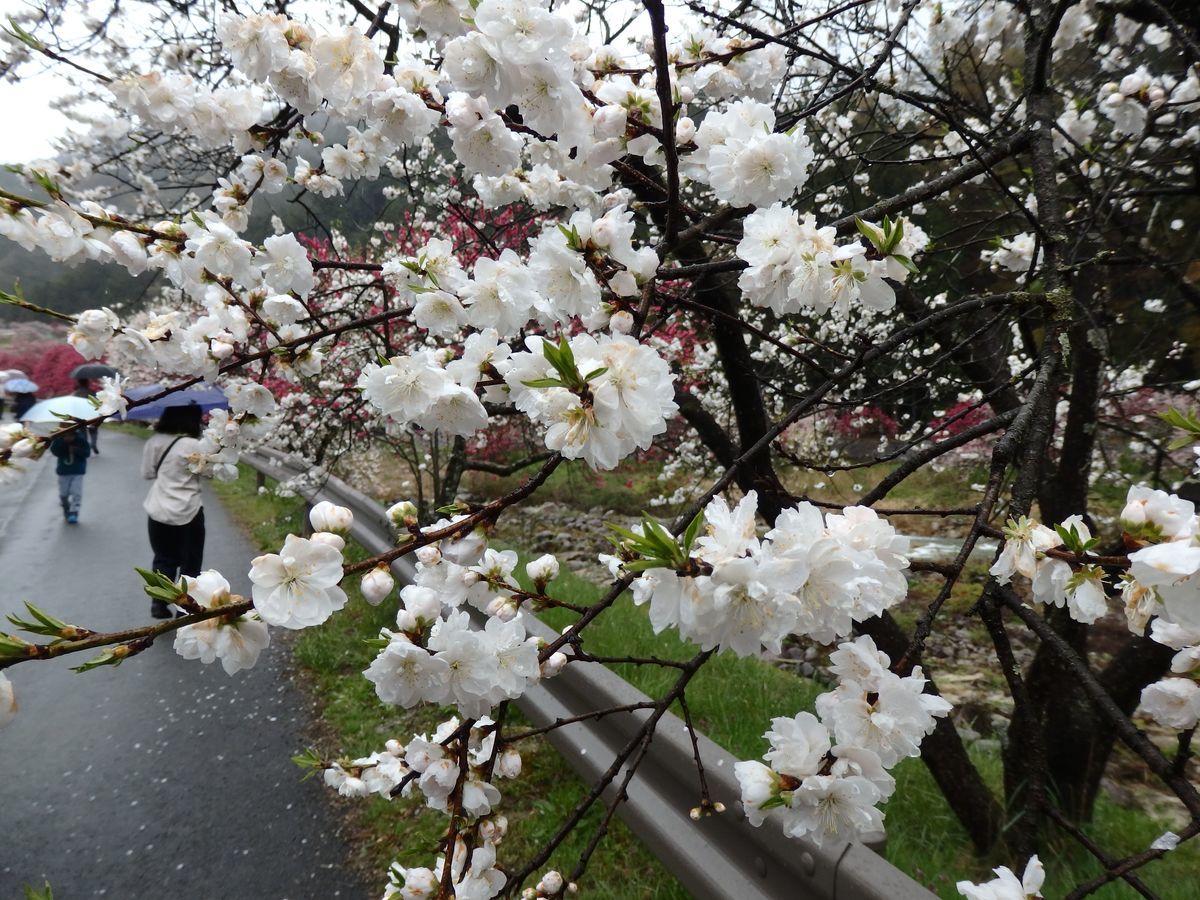 白色の花桃