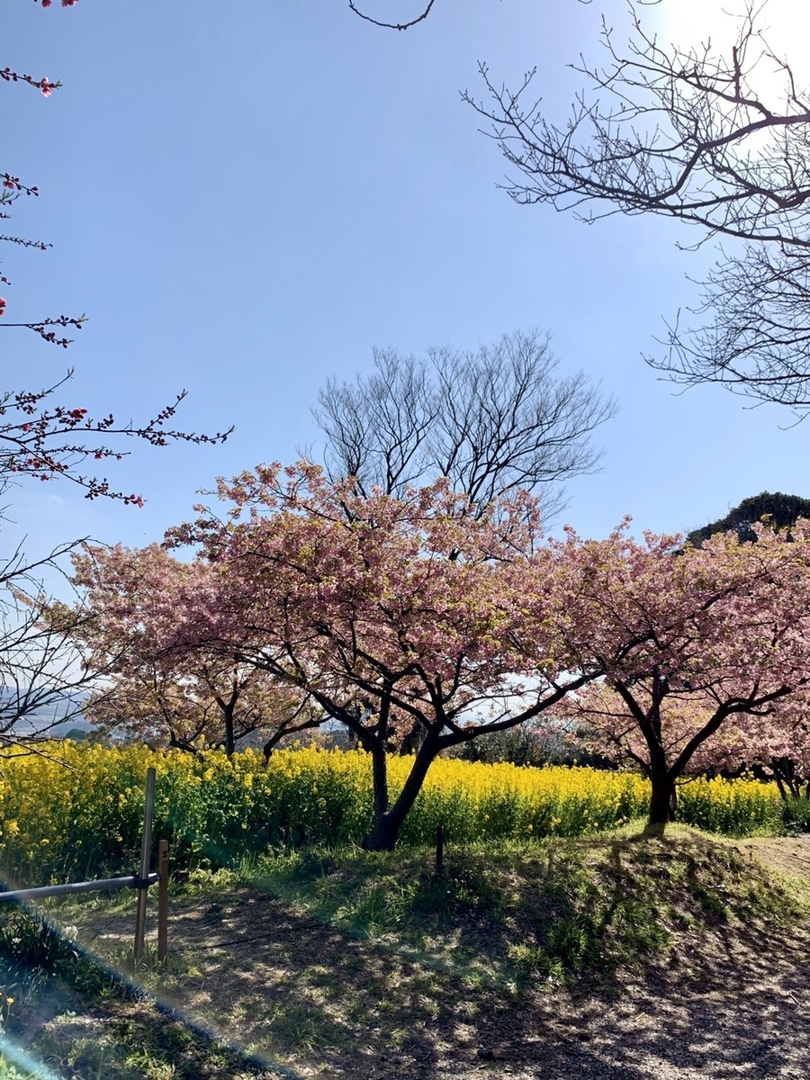 f:id:shikekox:20200225205549j:plain f:id:shikekox:20200225205549j:plain