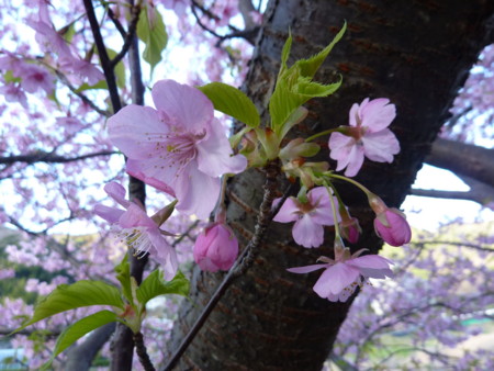 f:id:shiki7871:20110305161341j:image
