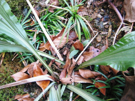 f:id:shikinoniwa:20080227080800j:image f:id:shikinoniwa:20080227080800j:image