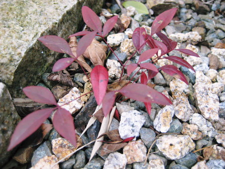 f:id:shikinoniwa:20080228073516j:image f:id:shikinoniwa:20080228073516j:image