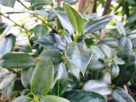 f:id:shikinoniwa:20080229080247j:image f:id:shikinoniwa:20080229080247j:image