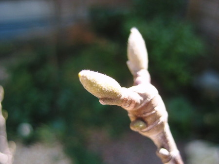 f:id:shikinoniwa:20080301123020j:image f:id:shikinoniwa:20080301123020j:image