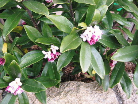 f:id:shikinoniwa:20080309074949j:image f:id:shikinoniwa:20080309074949j:image