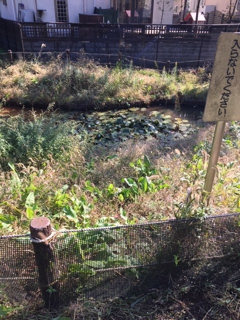 f:id:shikishige:20181109094512j:plain
