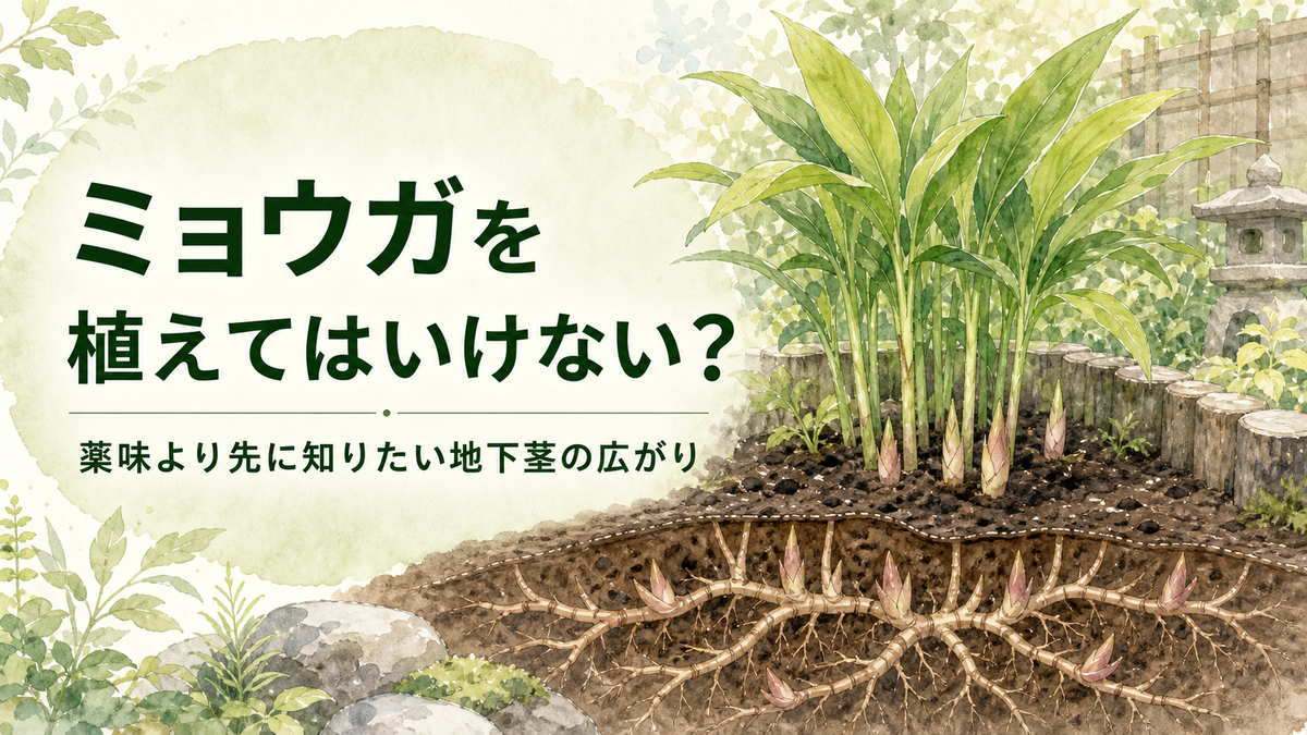 ミョウガ 植え て は いけない