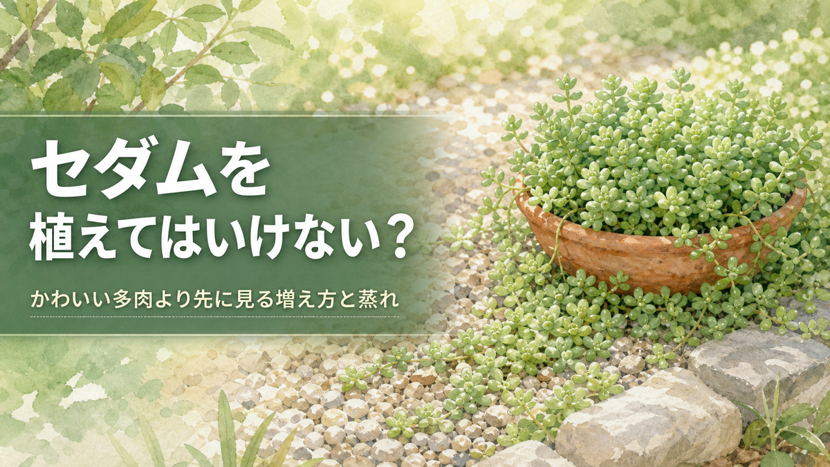 セダム 植え て は いけない