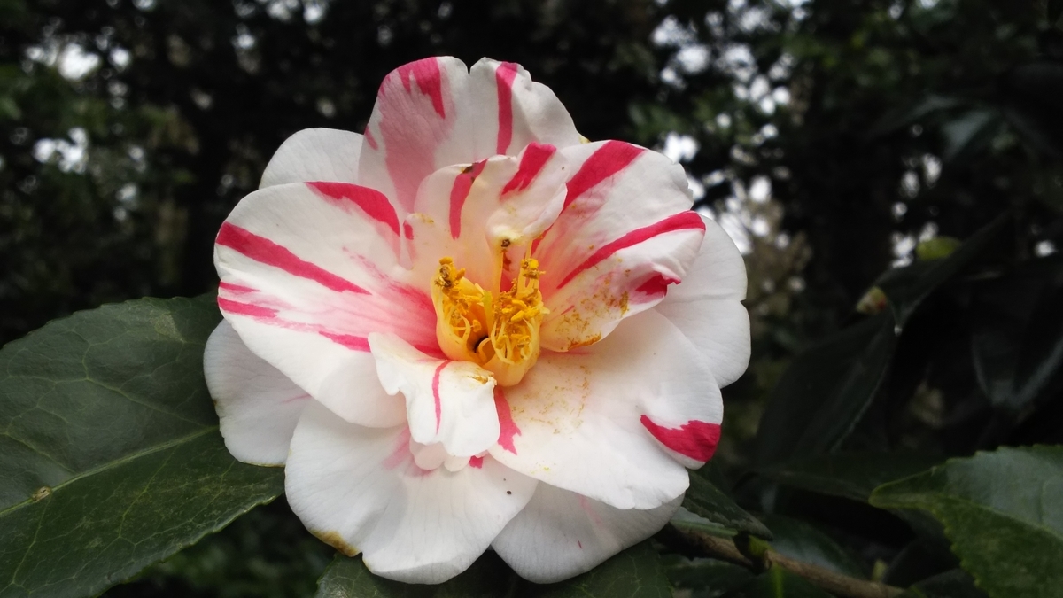 f:id:shima-1414:20190318130135j:plain f:id:shima-1414:20190318130135j:plain