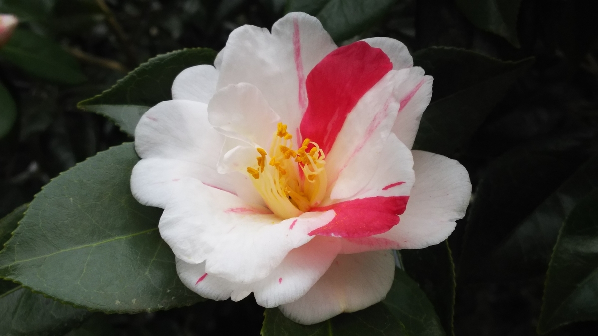 f:id:shima-1414:20190318130239j:plain f:id:shima-1414:20190318130239j:plain
