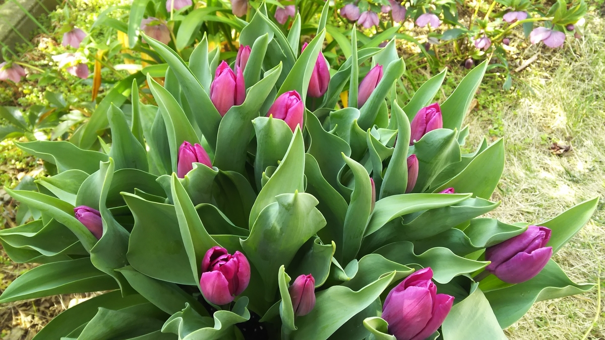 f:id:shima-1414:20190327100955j:plain f:id:shima-1414:20190327100955j:plain